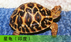  ӡǹ